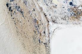 Best Mold Damage Restoration in Tigard, OR